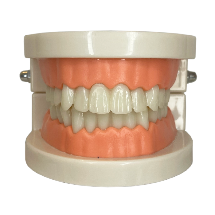 TEETH MODEL
