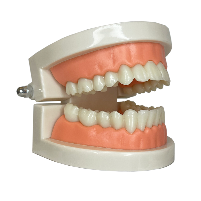 TEETH MODEL